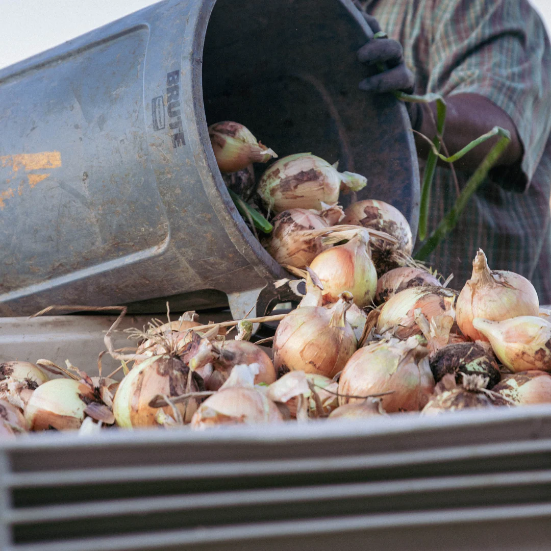 Fresh NuMex Sweet Onions from Hatch, New Mexico – 10lb Box - Image 3